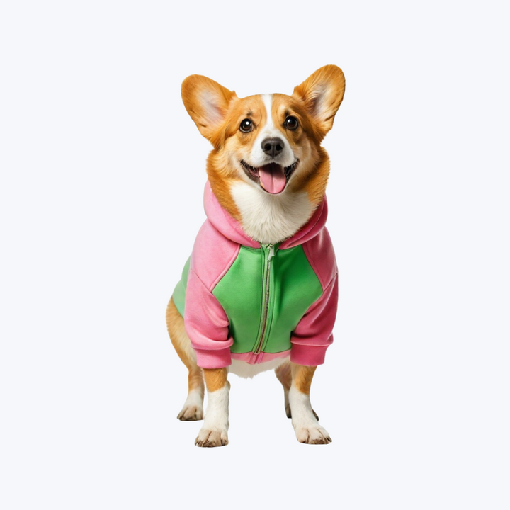 Pet Clothe Transgender Pride Flag Dog
