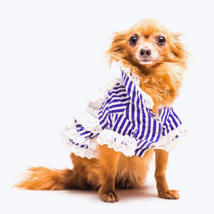 Brown Dog Dressed With Stripped Pet Clothing
