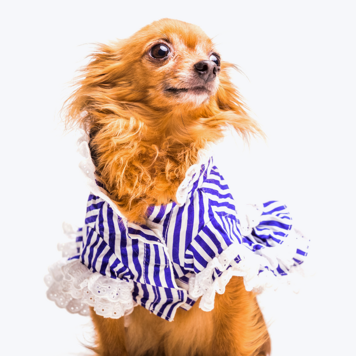 Brown Dog Dressed With Stripped Pet Clothing