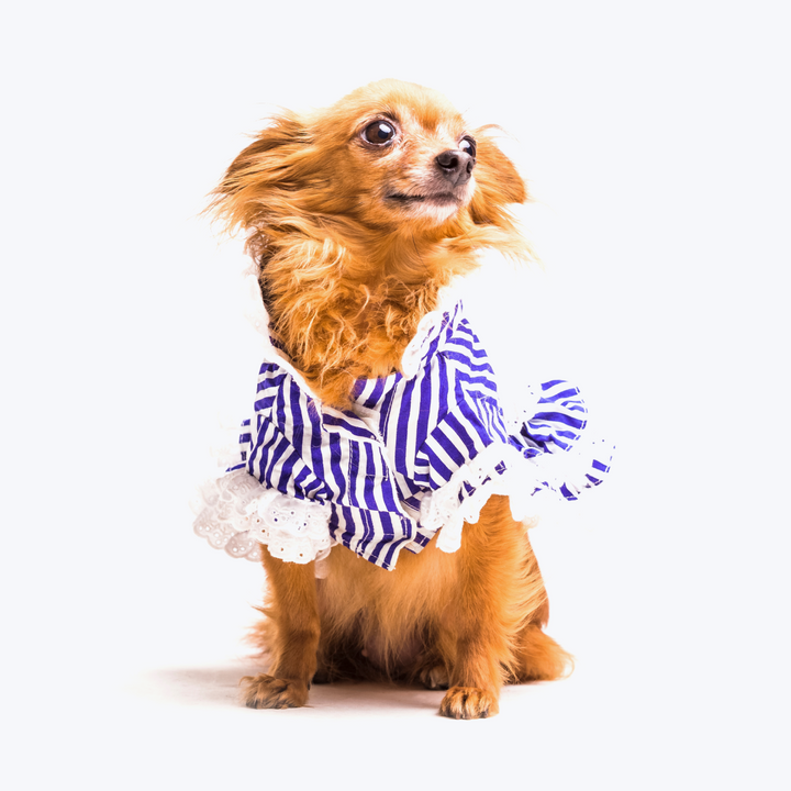 Brown Dog Dressed With Stripped Pet Clothing