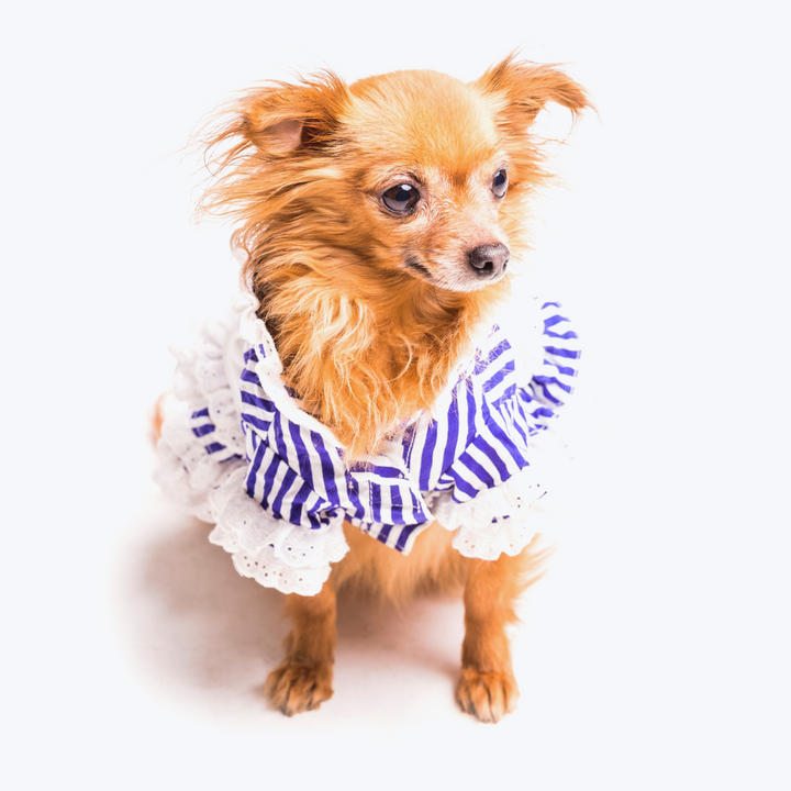 Brown Dog Dressed With Stripped Pet Clothing