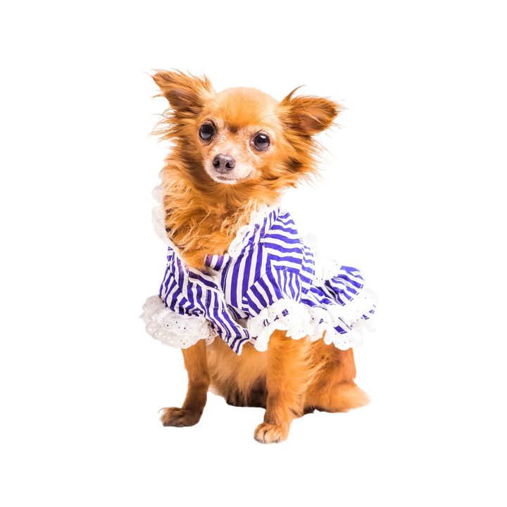 Brown Dog Dressed With Stripped Pet Clothing