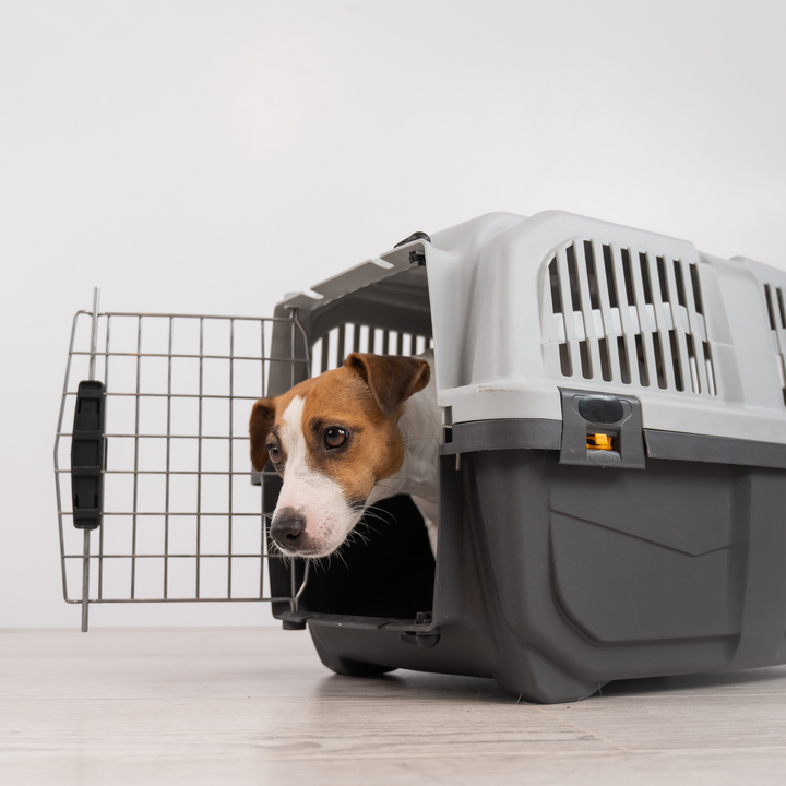 Pet Travel Plastic Cage Carrier Box