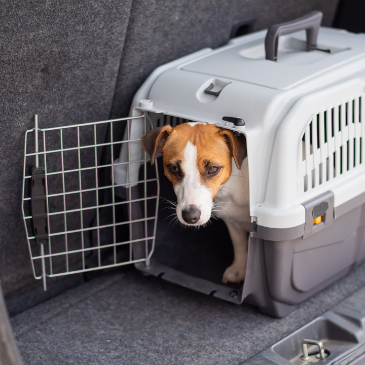 Pet Travel Plastic Cage Carrier Box